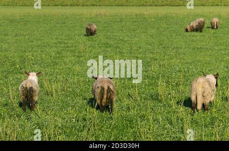 Sheep with diarrhoea in a meadow Stock Photo