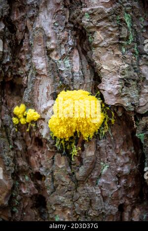 Vivid yellow dog vomit slime mould, forest, Fuligo septica, or flowers of tan or scrambled egg slime growing on a tree in the UK in autumn Stock Photo