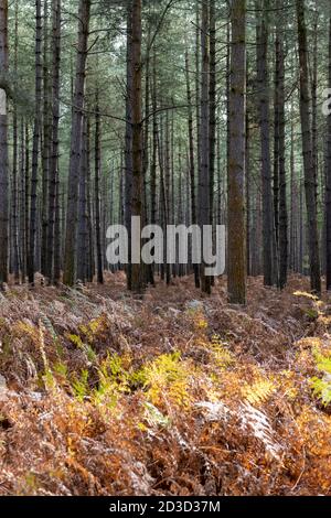 Fir and pine trees in Thetford Forest Norfolk UK in early autumn. Stock Photo