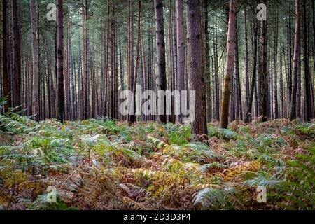 Fir and pine trees in Thetford Forest Norfolk UK in early autumn. Stock Photo