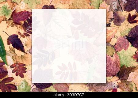 Autumn frame background. Blank white translucent card with colorful leaves. Fall season nature composition mockup with space for text Stock Photo