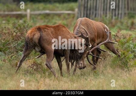 Two mature red stag deer fighting during the Autumn rutting season Stock Photo