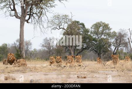 A lion pride, Panthera leo, lies together on short grass, direct gaze Stock Photo