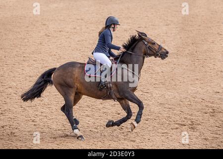 A showjumping horse galloping along with a young equestrian female rider practicing her sport in a showjumping arena Stock Photo