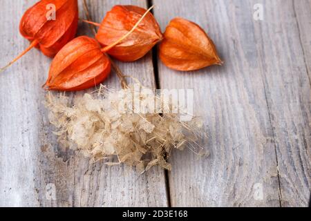 dry flowers of hydrangea and red physalis on rustic wooden background with copy space Stock Photo