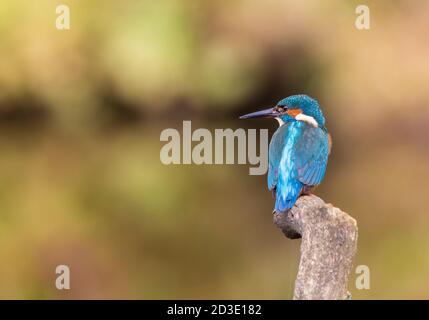 Rear view close up of wild UK kingfisher bird (Alcedo atthis) isolated outdoors perching on post looking left over shoulder. Copy space to left. Stock Photo