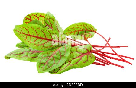 Red veined sorrel leaves on white background, clipping path, full depth of field Stock Photo