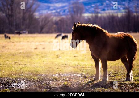 A horse in Cerdanya-. Stock Photo