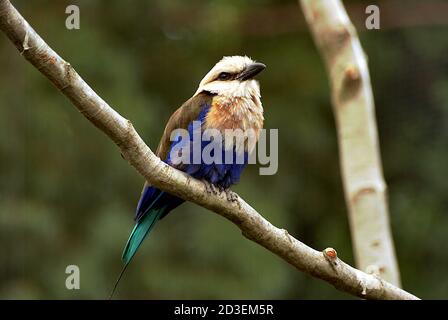 Nature, Animals and landscapes Stock Photo