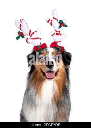 Head shot of gorgeous Australian Shepherd dog, wearing Christmas antlers on head. Looking towards camera with light blue eyes. Isolated on white backg Stock Photo