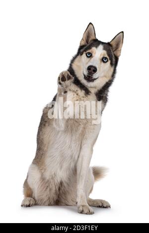 A Beautiful Blue-eyed Black Dog Sits And Poses On An Old Stone 