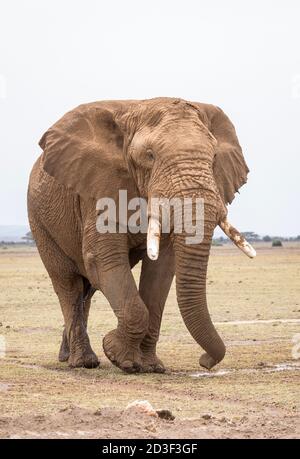 Vertical portrait of a large bull elephant covered in mud walking in Amboseli plains in Kenya Stock Photo