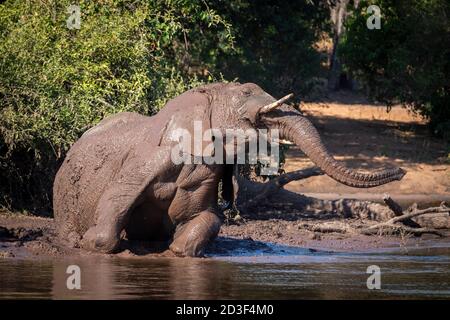 Large elephant covered in mud lying at the edge of water in Chobe River in Botswana Stock Photo