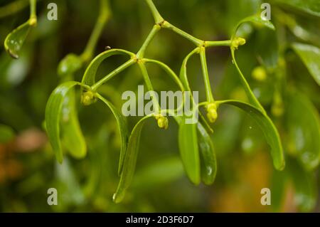 Viscum album is a species of mistletoe in the family Santalaceae, commonly known as European mistletoe Stock Photo