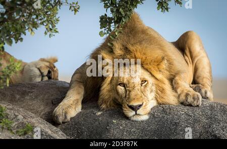 Male lion lying on a big rock under the tree with female lioness sleeping in the background in Tanzania Stock Photo