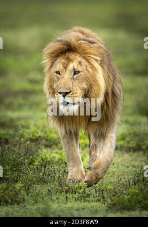 Vertical portrait of a male lion walking in green grass in Ngorongoro Crater in Tanzania Stock Photo