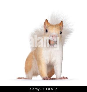 Cute  apricot with white Japanese Lis squirrel, standing facing camera with hazel nut in mouth. Looking sytraight at camera, showing both eyes and tee Stock Photo