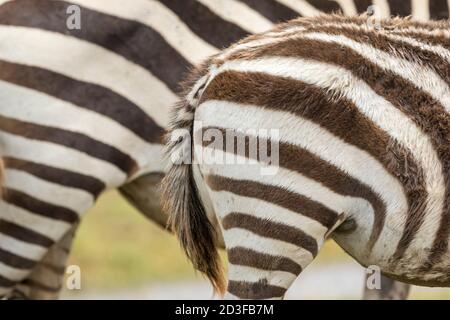 Zebra's fur with brown and white stripes in Amboseli National Park in Kenya Stock Photo