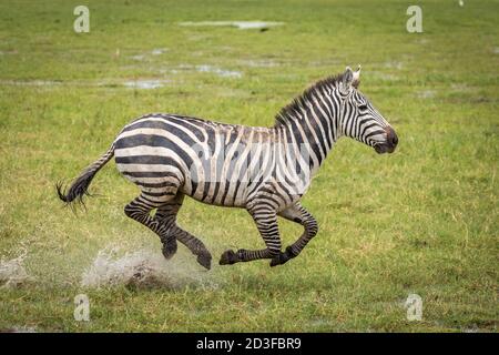 Zebra running at full speed on green plains of Amboseli National Park in Kenya Stock Photo