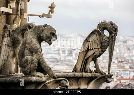 Mythical creature gargoyle on cathedral Notre Dame de Paris. France. Stock Photo