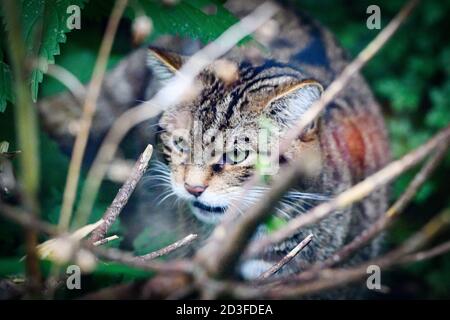 Edinburgh, UK. Wed 7 October 2020. Scottish wildcat (Felis silvestris silvestris) at Edinburgh Zoo, Scotland.   The species is listed as critically en Stock Photo