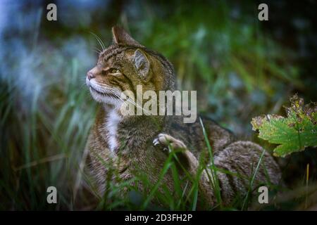 Edinburgh, UK. Wed 7 October 2020. Scottish wildcat (Felis silvestris silvestris) at Edinburgh Zoo, Scotland.   The species is listed as critically en Stock Photo