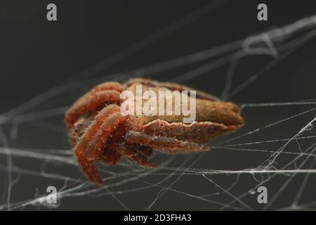 Double-Tailed Tent Spider (Cyrtophora exanthematica) Stock Photo