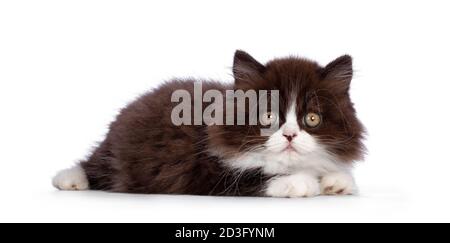 Adorable brown with white fluffy British Longhair cat kitten, laying down side ways. Looking at camera with round eyes. Isolated on white background. Stock Photo