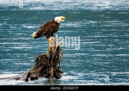 Majestic bald eagle sitting on tree in the river in Alaska alone Stock Photo