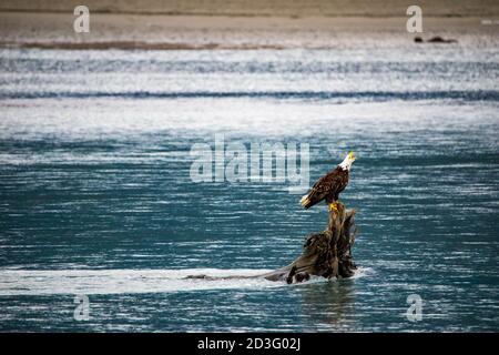 Majestic bald eagle sitting on tree in the river in Alaska alone Stock Photo