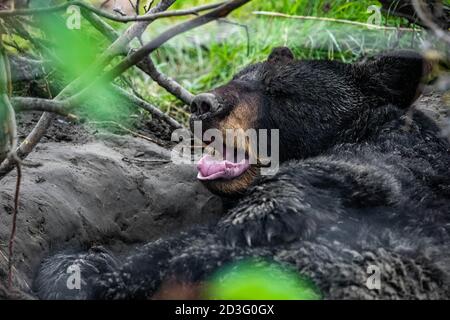 Cute looking black bear getting ready for hibernate sleeping portrait Stock Photo