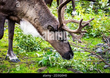 North reindeer eating meal close up portrait in summer Stock Photo