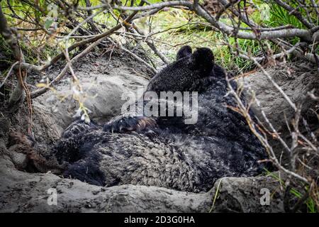 Cute looking black bear getting ready for hibernate sleeping portrait Stock Photo