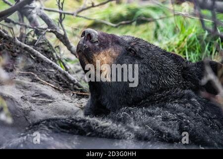 Cute looking black bear getting ready for hibernate sleeping portrait Stock Photo