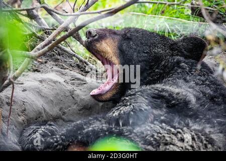 Cute looking black bear getting ready for hibernate sleeping portrait Stock Photo