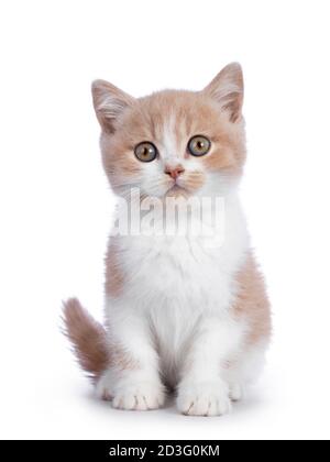 Cute creme with white bicolor British Shorthair cat kitten, sitting facing front. Looking towards camera with mesmerizing green / orange eyes. Isolate Stock Photo