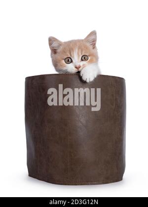 Cute creme with white bicolor British Shorthair cat kitten, sitting in brown leather bag biting the edge. Looking towards camera with mesmerizing gree Stock Photo