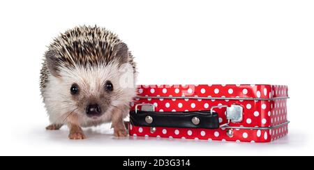 Cute baby African pygme hedgehog, standing beside little red suitcase with white dots. Looking to camera. Isolated on a white background. Stock Photo