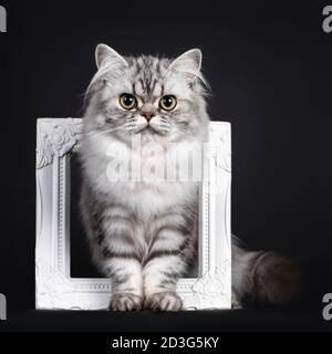 Pretty young black silver blotched British Longhair cat, standing through white photo frame. Looking to camera. Isolated on black background. Stock Photo