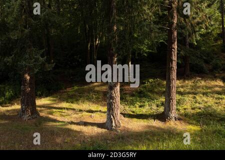 Sunlight on pine trees in Northumberland, UK. Stock Photo