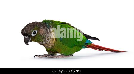 Cheeky green cheeked Pyrrhura bird, standing side ways on flat surface. Looking curious over edge. Isolated on white background. Stock Photo
