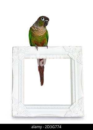 Cheeky green cheeked Pyrrhura bird, sitting facing front on white photo frame. Looking straight ahead. Isolated on white background. Stock Photo