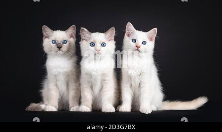 Group of three Ragdoll cat kittens sitting on a row. All looking towards camera with mesmerizing blue eyes. Isolated on black background. Stock Photo