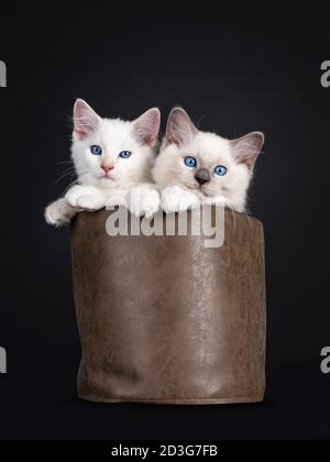 Two Ragdoll cat kittens sitting in brown leater bag. All looking towards camera with mesmerizing blue eyes. Isolated on black background. Stock Photo