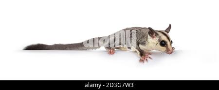 Adorable Sugar Glider aka Petaurus breviceps standing side ways on edge, head down looking straight ahead. Isolated on white backgound. Stock Photo