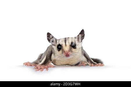 Adorable Sugar Glider aka Petaurus breviceps standing  on edge facing front, looking straight to camera showing both eyes. Isolated on white backgound Stock Photo