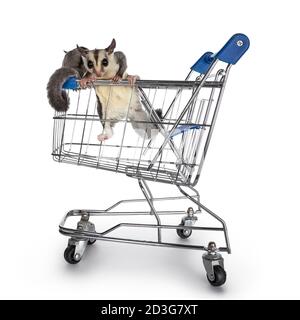 Adorable Sugar Gliders aka Petaurus breviceps, hanging in toy grocery cart, looking straight to camera showing both eyes. Isolated on white backgound. Stock Photo