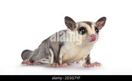 Close up of adorable Sugar Glider aka Petaurus breviceps, standing facing front, looking straight to camera showing both eyes. Isolated on white backg Stock Photo