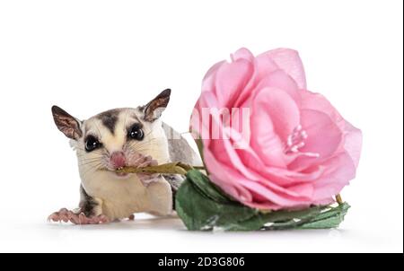 Adorable Sugar Glider aka Petaurus breviceps, standing facing front, looking straight to camera showing both eyes while chewing on stem of fake flower Stock Photo