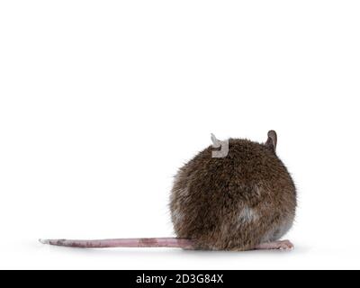 Brown with white young adult African rat aka Mastomys Natalensis, standing backwards. Isolated on white background. Stock Photo